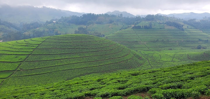 tea plantations as the leading cause for deforestation in the mountains of southern Rwanda