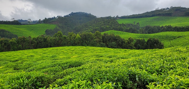 The thin line where the rainforest meets agricultural plantations 