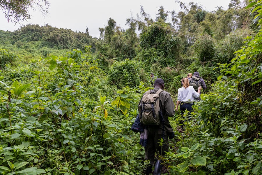 people trekking for gorillas in Rwandas volcanoes national park