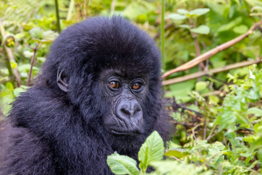 image of baby gorilla looking directly into the camera in volcanoes national park