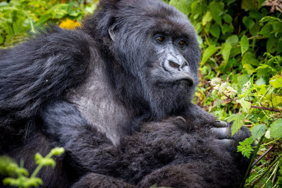 image of mother gorilla holding a baby gorilla in volcanoes national park, Rwanda