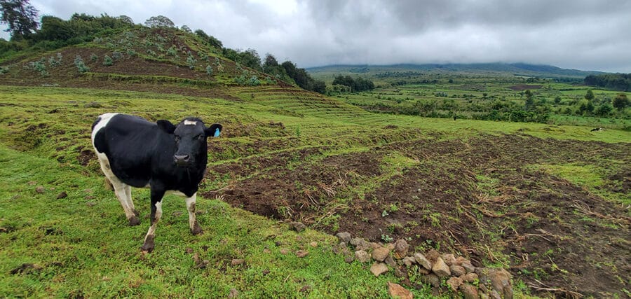 image of a cow in a farm field leading up to the volcanoes in volcanoes national park 