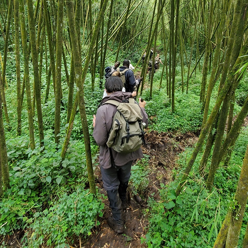 image of trekking through the bamboo forest in volcanoes national park looking for mountain gorillas