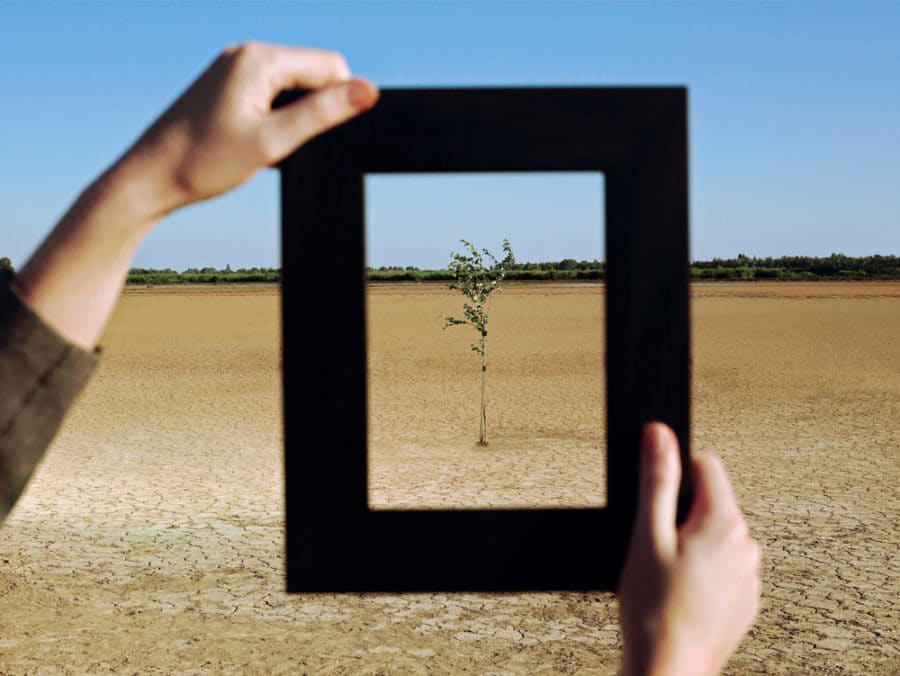 photograph of a person holding up a frame around a lone tree in the desert