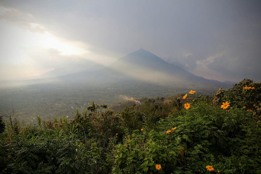 photo of Volcanoes National Park in Rwanda at sunset with flowers in front of the mountains