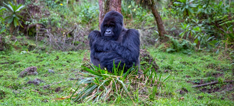 Image of mountain gorilla in the forest of rwanda