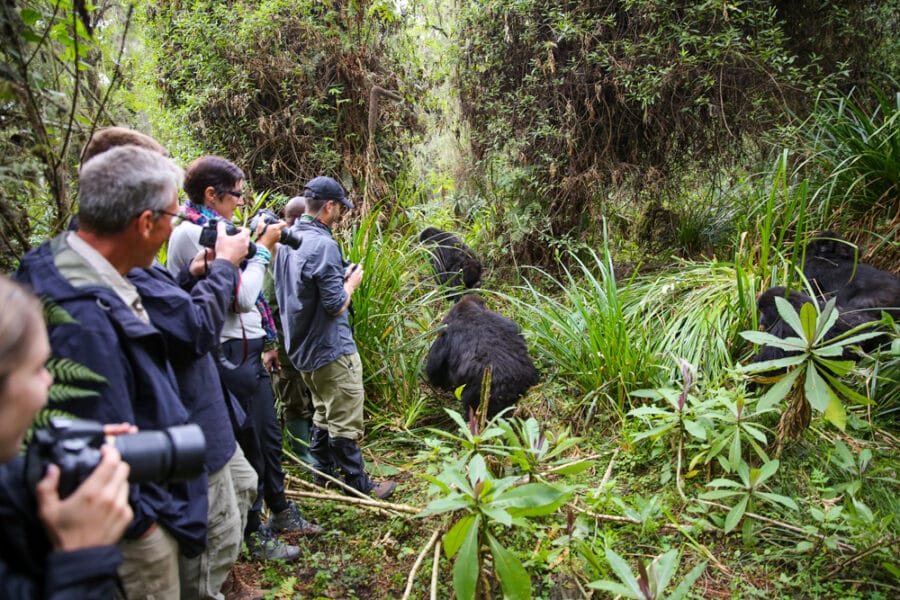 Group of people trekking with mountain gorillas in Rwanda standing in the forest near the gorillas