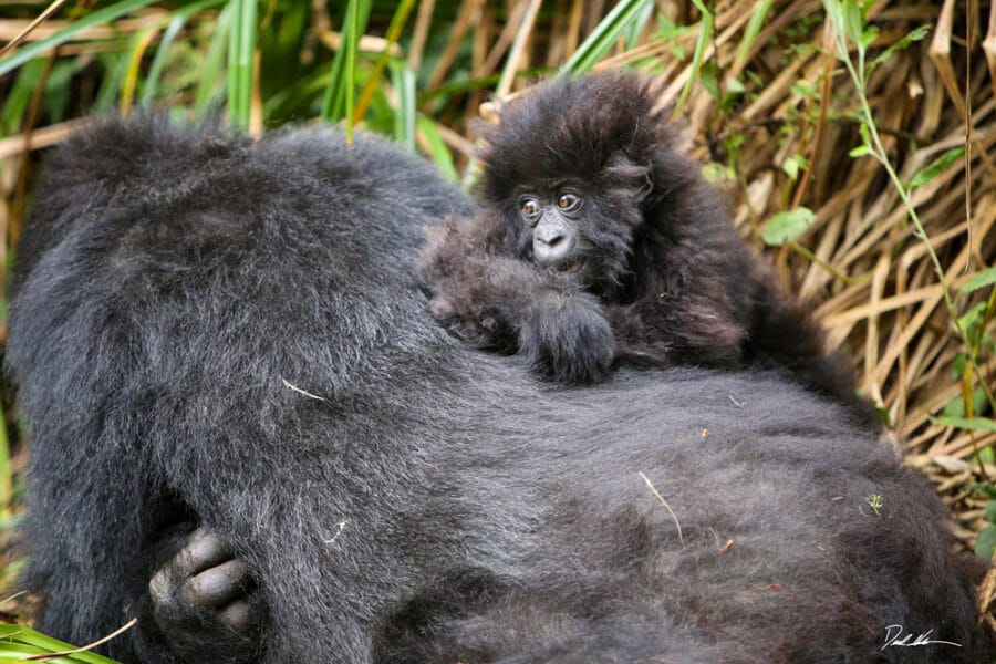 image of infant gorilla on moms back in Rwanda