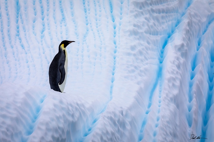 image of an emperor penguin on an iceberg