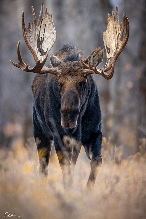 image of a large moose named shoshone in Grand Teton National Park