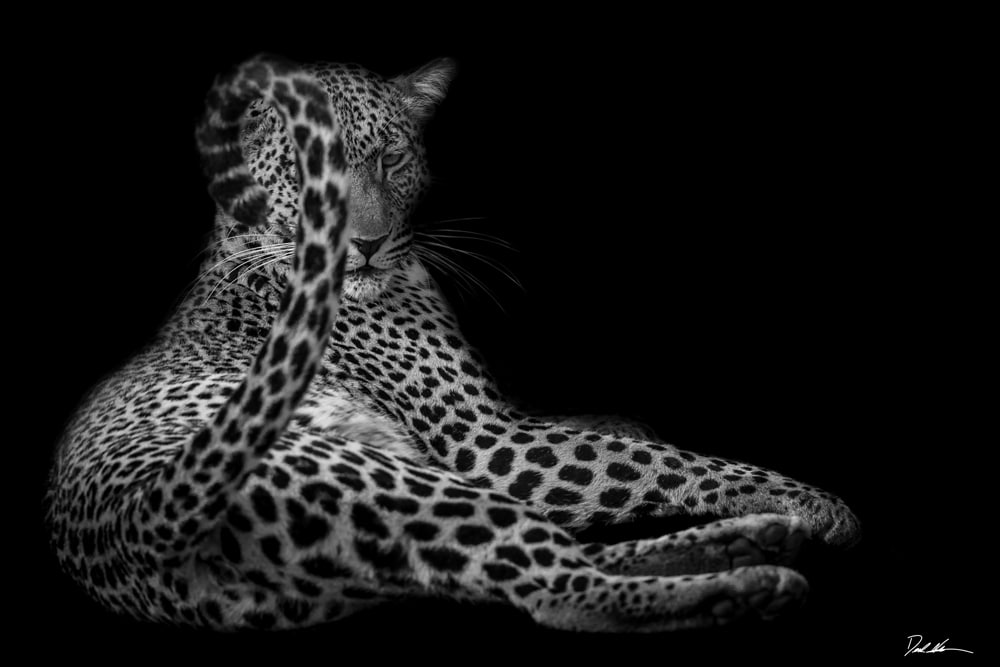 black and white image of a leopard
