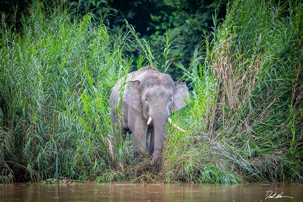image of a large asian elephant in Borneo about to cross a river