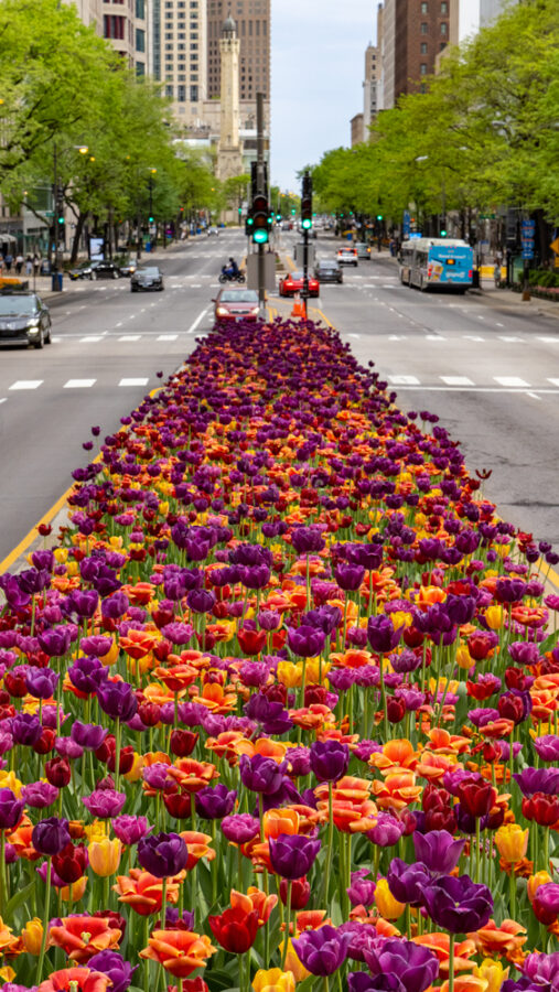 image of the Magnificent Mile in Chicago with tulips in full bloom 