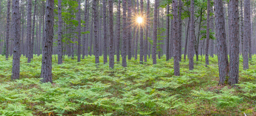 Large panoramic image of the deep forest of the North Woods of the United States with ferns covering the forest floor