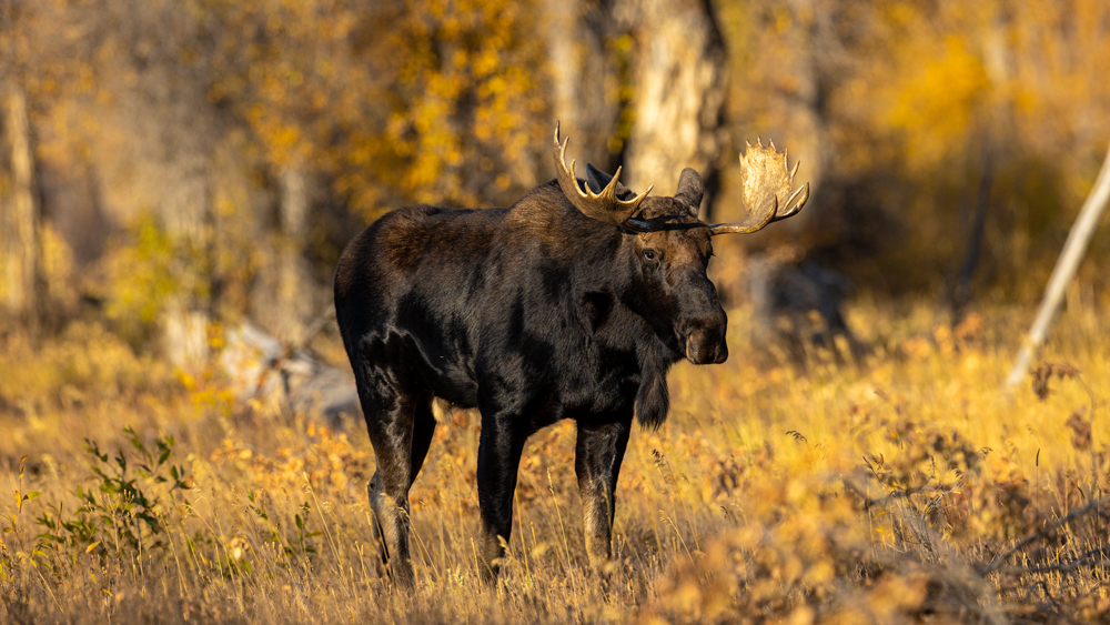Big Teton Moose