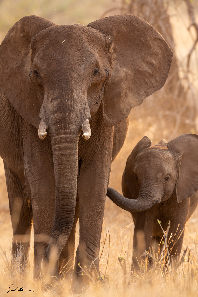 vertical fine art limited edition print of a mother elephant with her baby in Tanzania, Africa