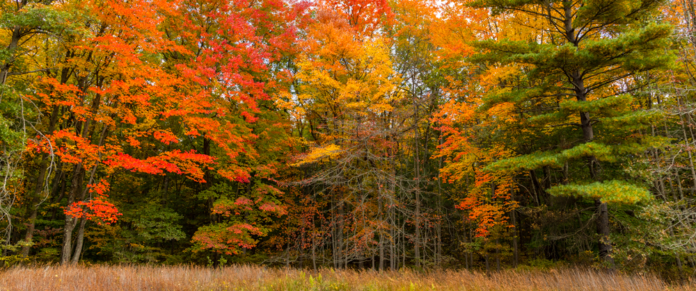 Panoramic image of fall colors in Michigan
