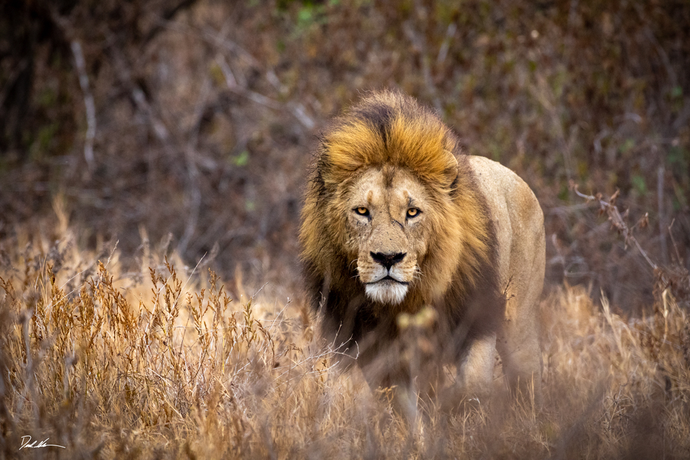 photograph of a large male lion looking directly into the camera in Tanzania Africa