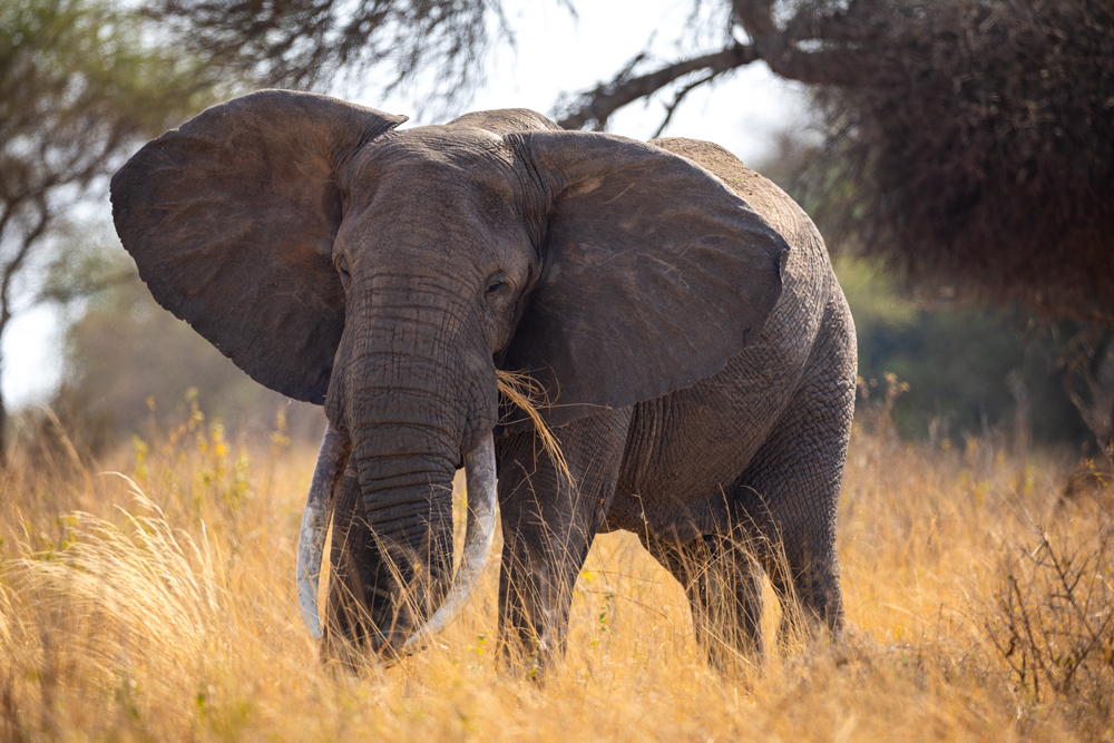 large bull elephant with ears out eating tall grasses in Africa