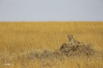 cheetah on the lookout