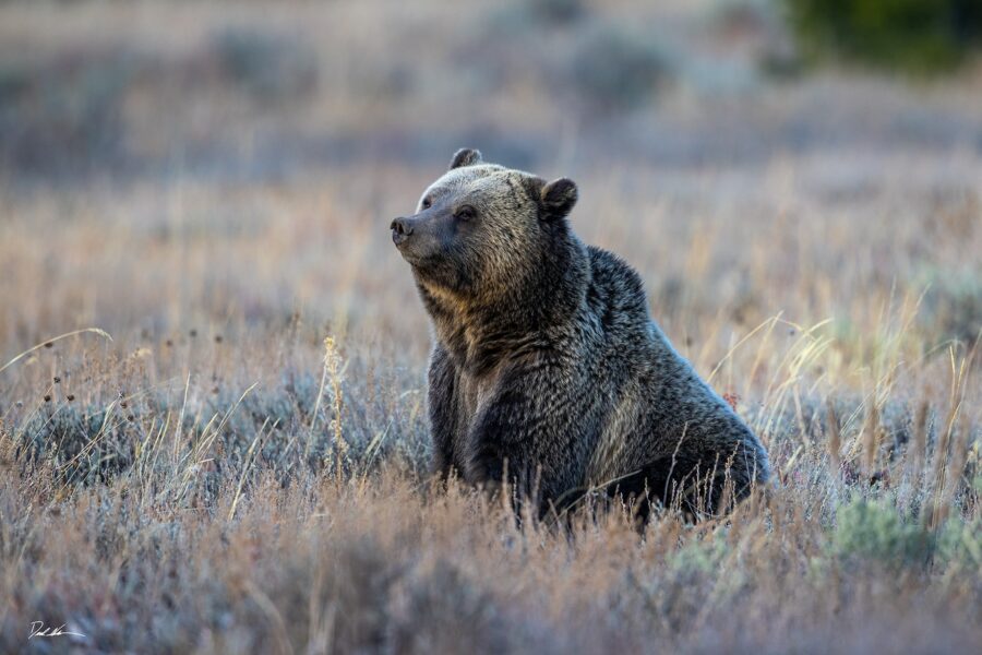 image of a grizzly bear sitting quietly in a grassy field in late fall