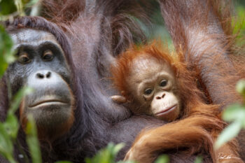 image of a baby orangutan holding onto its mother in a loving embrace