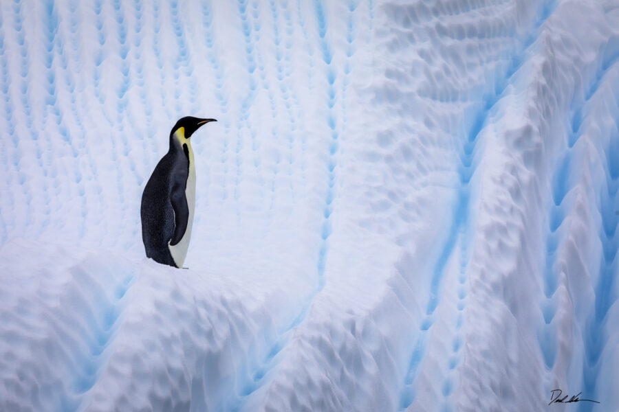 Emperor penguin in Antarctica on top of a unique iceberg with blue lines