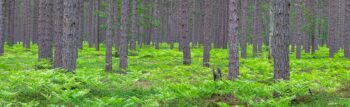 forest and plants