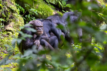 image of a chimpanzee looking through the forest directly into the camera