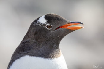 Penguin profile