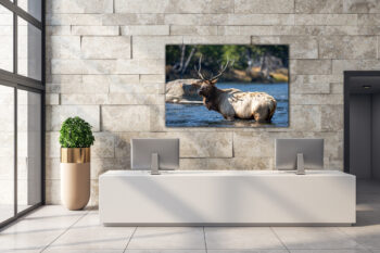 elk in water photo on wall