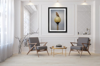 large framed image of a hawk on a light post displayed in the living room of a luxury home