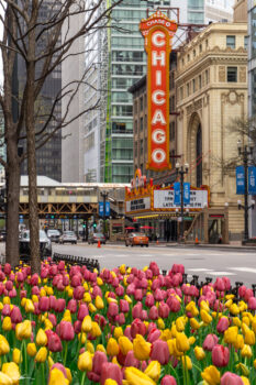 State Street tulips