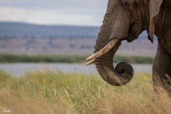 elephant eating