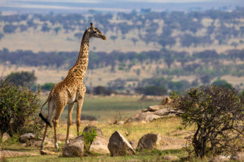 image of a giraffe looking over the northern part of the Serengeti National Park in Tanzania