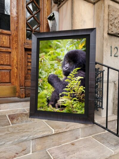 image of a large framed fine art print of a baby gorilla on display outside a modern city home
