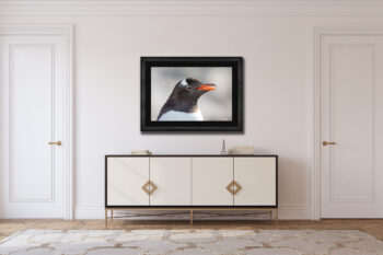 penguin with bright orange beak