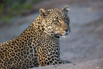 Photograph of a female leopard in the Serengeti National Park in the morning sun