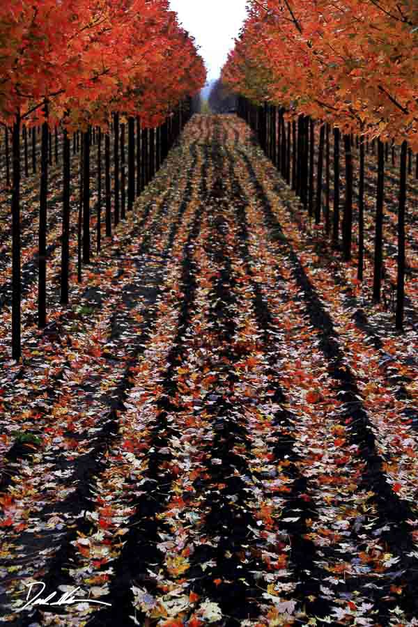 tree photography at a tree farm in Illinois during fall