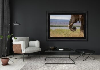 elephant photo on grey wall