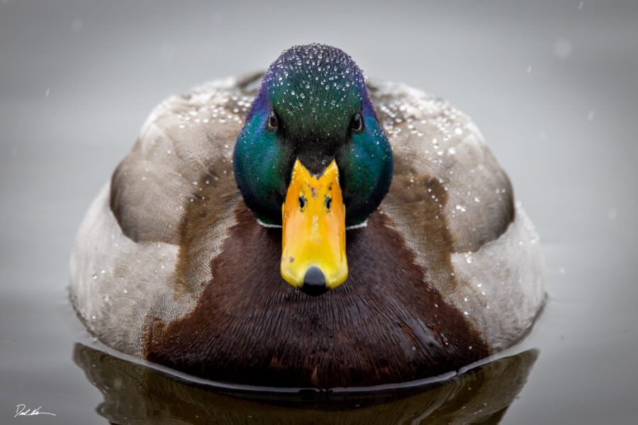 mallard duck in winter looking at you