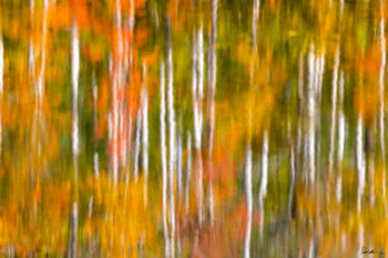 image of aspen trees reflected off a lake outside of Telluride Colorado making an abstract image