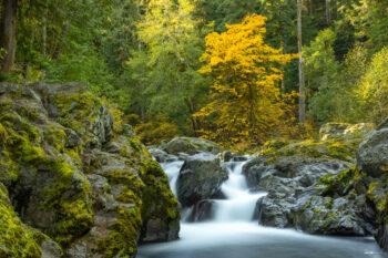 Photograph of a waterfall in Olympic National Park during fall