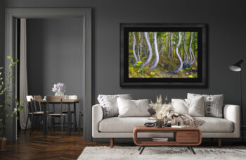 large framed fine art print of twisting aspen trees in Telluride Colorado displayed above the couch of a modern home