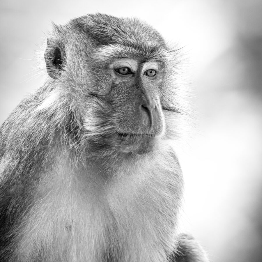 black and white portrait of a monkey