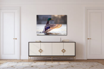 Large unframed fine art print of a mallard duck displayed in the hallway of a modern home