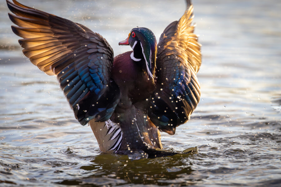 male wood duck rising out of the water in a courtship display, spraying water with its wings spread