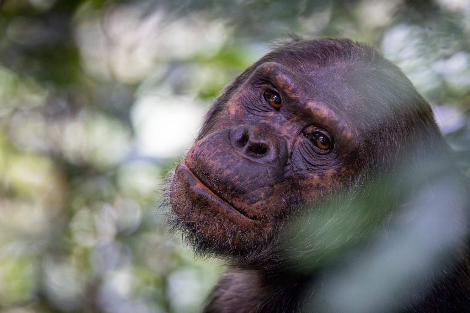 portrait of a wild chimpanzee staring deeply into the camera