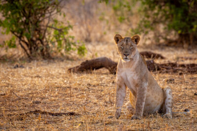 image of a female lion with a full belly after a meal sitting in the dried grasses
