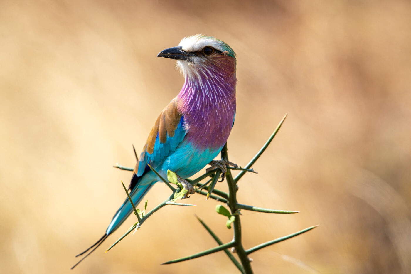 image of a lilac breasted roller in Tarangire National Park, Tanzania